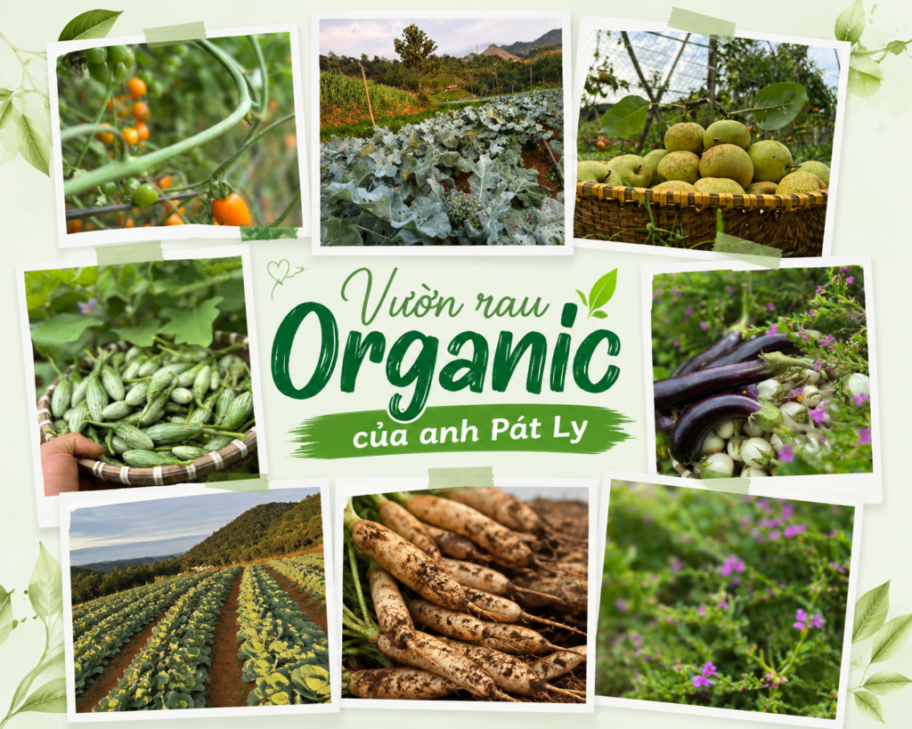 vườn rau organic của anh Pát Ly